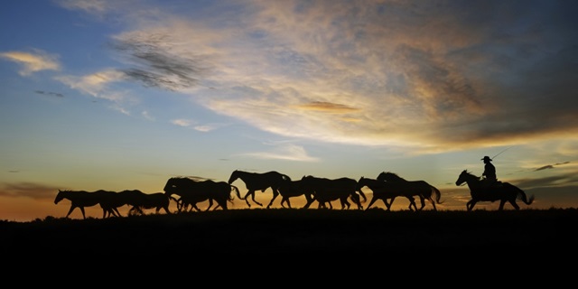 Sunlit Horses V