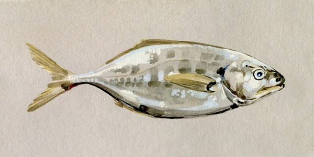 Fresh Fish Study I