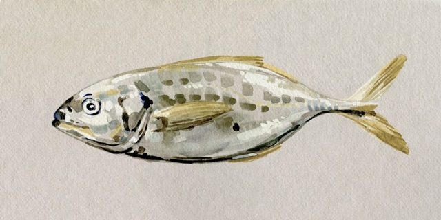 Fresh Fish Study II