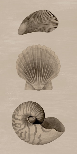 Shells on Sepia I