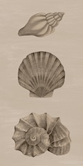 Shells on Sepia II