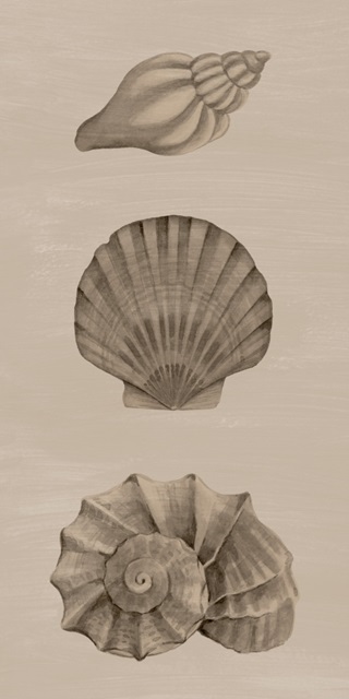 Shells on Sepia II