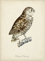 French Owls I