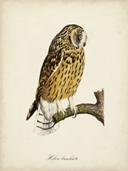 French Owls II