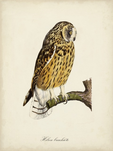 French Owls II