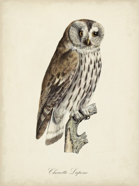 French Owls III