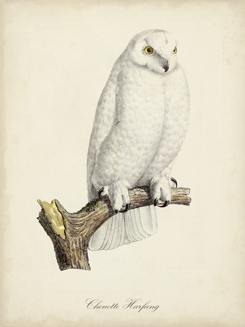 French Owls IV