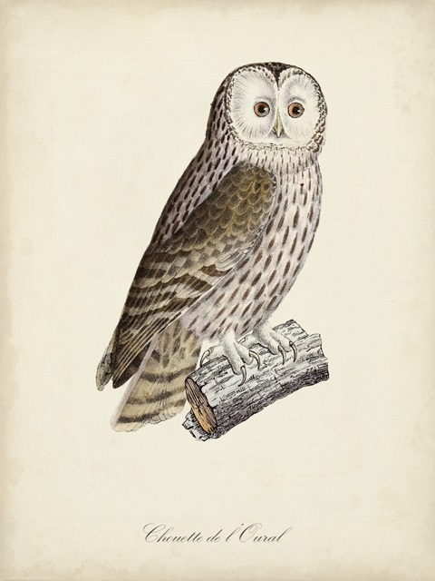 French Owls V