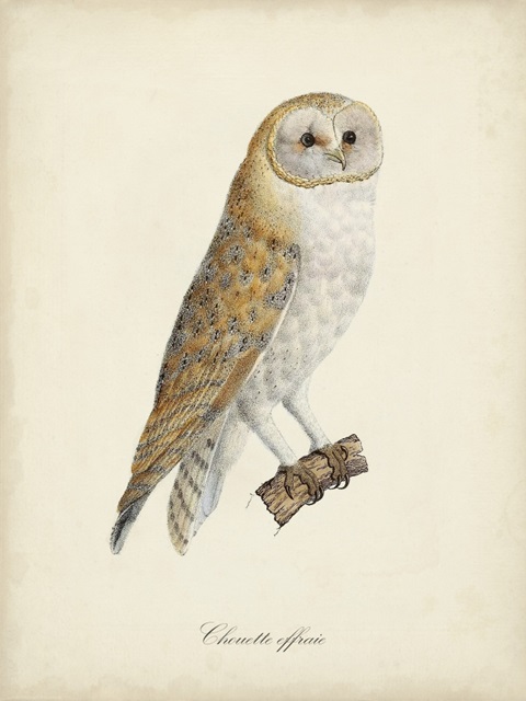 French Owls VI
