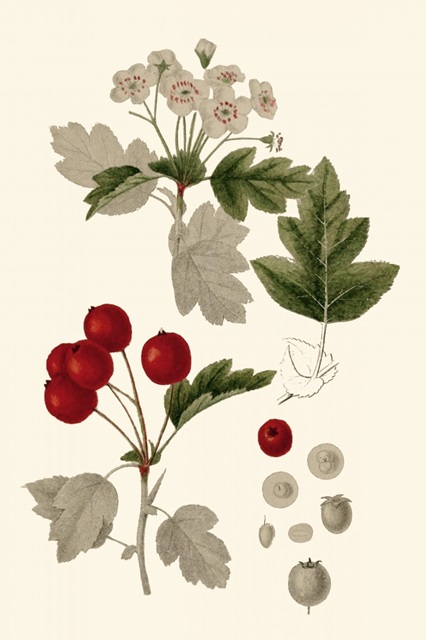 Leaves & Berries III