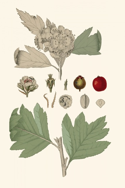 Leaves & Berries IV
