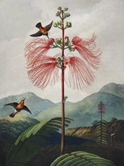 Temple of Flora VIII