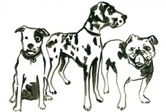 Canine Cameo Collection A