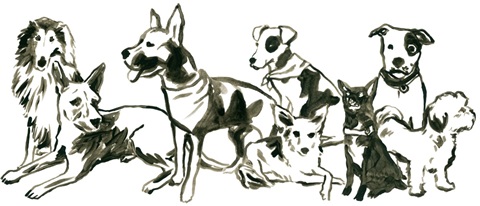 Canine Cameo Collection D