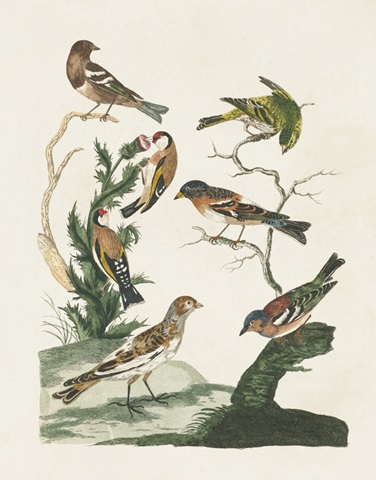 Antique Birds in Nature I