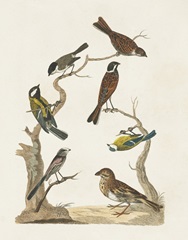 Antique Birds in Nature II