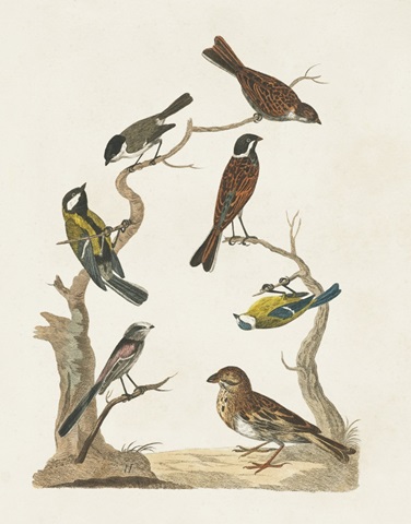 Antique Birds in Nature II