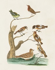 Antique Birds in Nature III