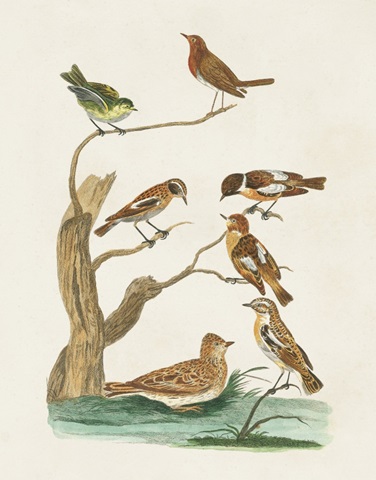 Antique Birds in Nature III