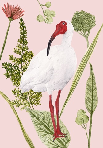 Birds in Motion Collection B