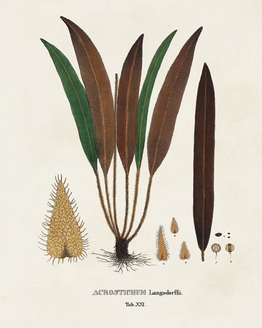 Botanical Society Ferns I