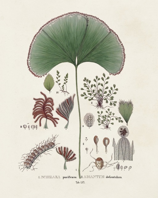 Botanical Society Ferns III