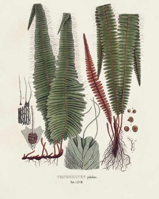 Botanical Society Ferns IV