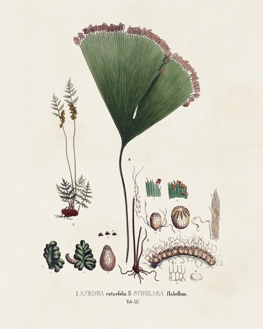 Botanical Society Ferns IX