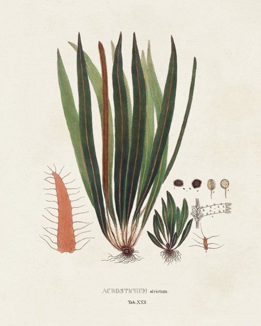 Botanical Society Ferns V