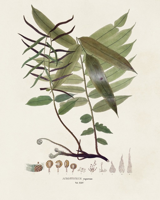 Botanical Society Ferns VI