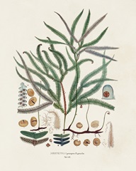 Botanical Society Ferns VII