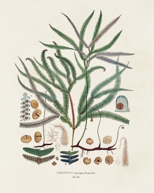 Botanical Society Ferns VII