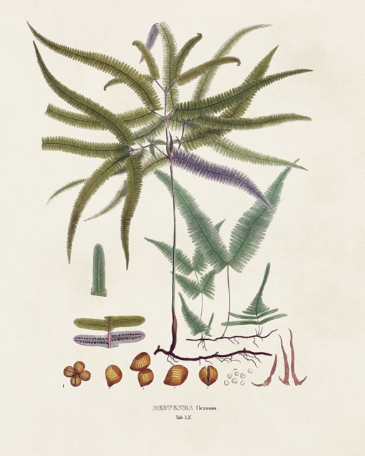 Botanical Society Ferns VIII
