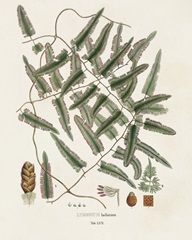 Botanical Society Ferns X