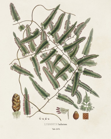 Botanical Society Ferns X