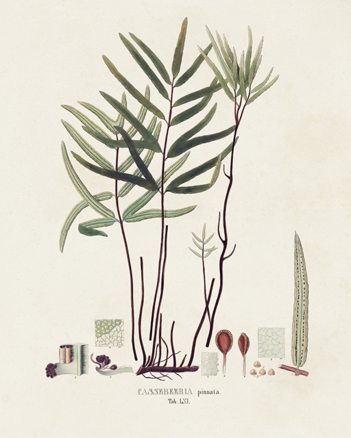Botanical Society Ferns XI