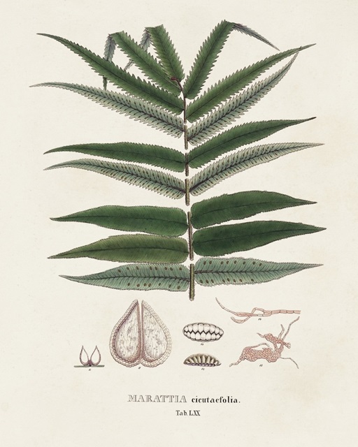 Botanical Society Ferns XII