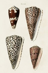 Cone Shell Collection I