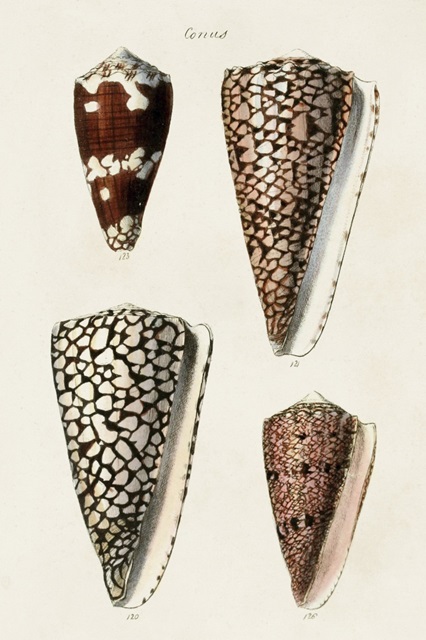 Cone Shell Collection I