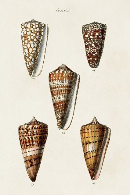 Cone Shell Collection II