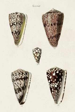 Cone Shell Collection III