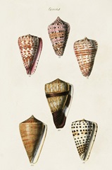Cone Shell Collection IV