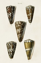 Cone Shell Collection V
