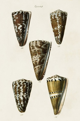 Cone Shell Collection V