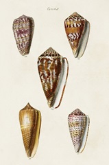 Cone Shell Collection VI
