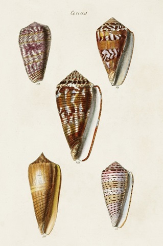 Cone Shell Collection VI