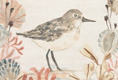 Shell Pipers Collection A