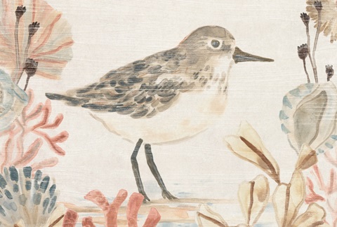 Shell Pipers Collection A