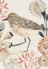 Shell Pipers Collection B