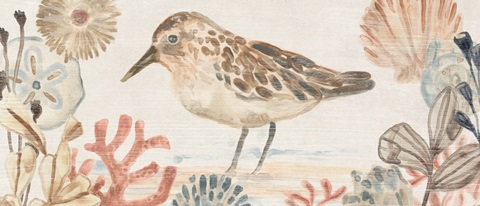 Shell Pipers Collection D